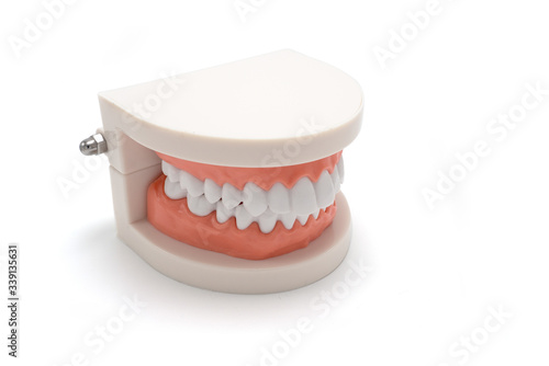 Plastic human tooth model for teaching dentistry for hospital patients or students in dental school, isolated on a white background, dental care concept