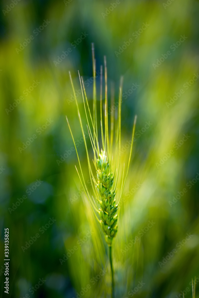 indian agriculture, wheat field india. indian agriculture, wheat field india.