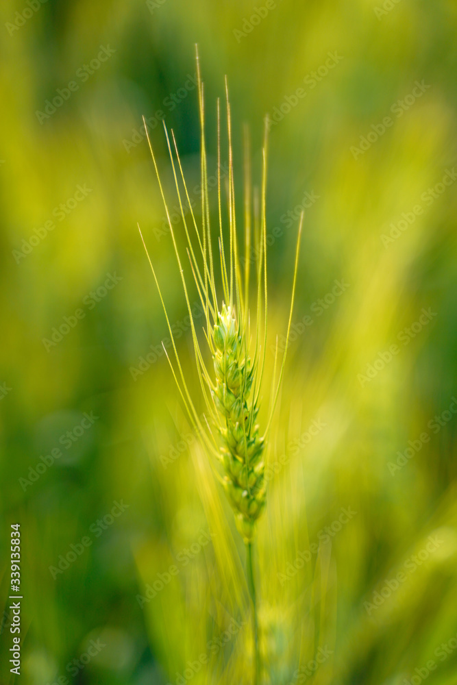 indian agriculture, wheat field india. indian agriculture, wheat field india.