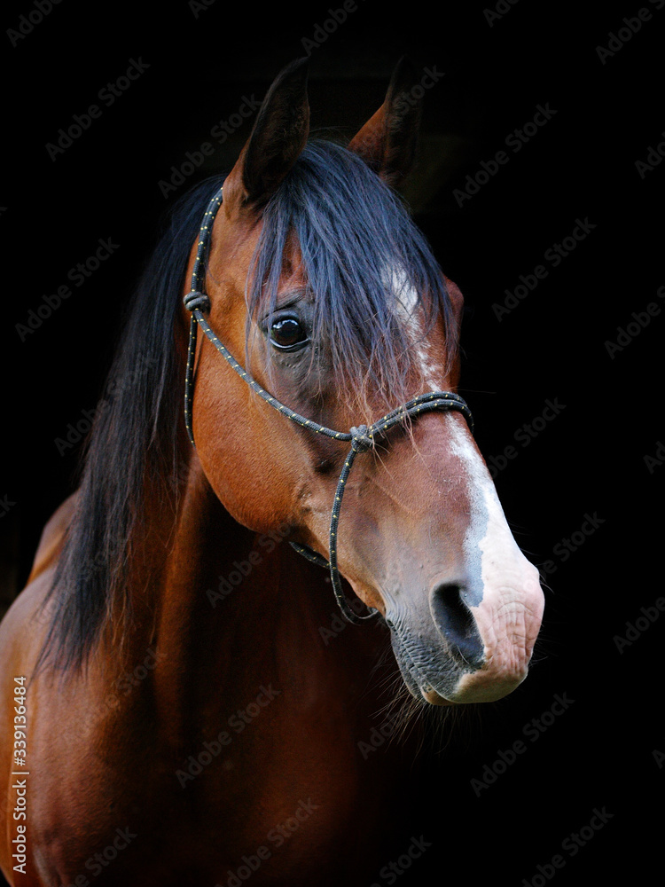 Obraz premium Beautiful Horse Head Shot