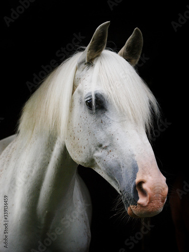 Beautiful Horse Head Shot