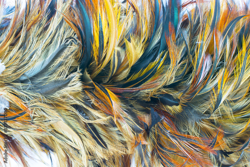 Beautiful chicken feather pattern texture background Beautiful chicken feather pattern texture background