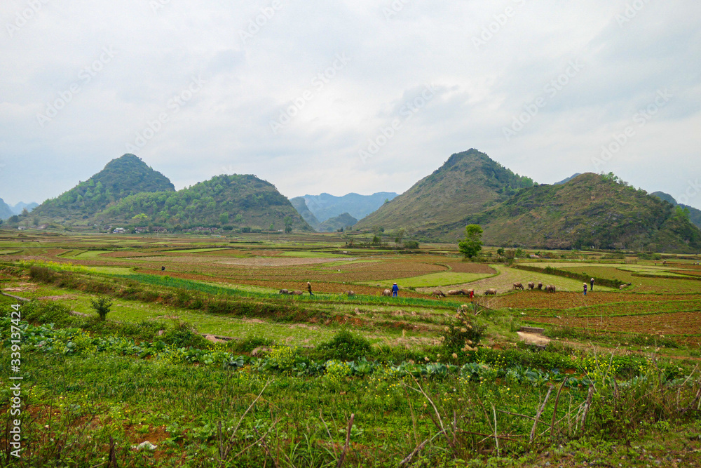 Fototapeta premium Village shepherd pasture the cattle in the green field near the mountains.