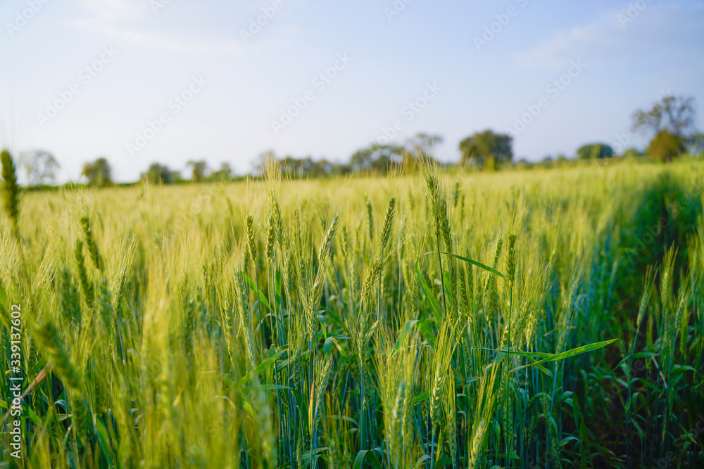 indian agriculture, wheat field india.