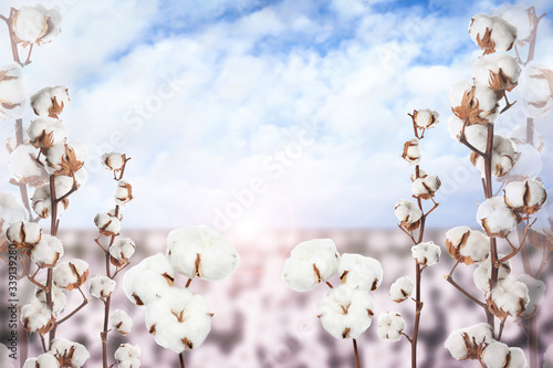 Beautiful fluffy cotton flowers and blurred view of field on background © New Africa