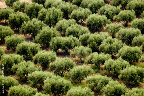 Rows of olive trees, Crete, Greece