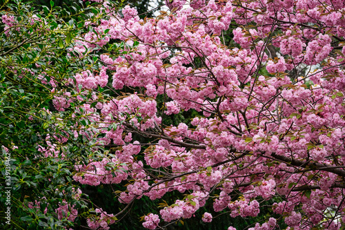 Kirschbaum in rosa Bl  te