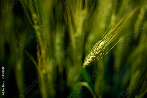 indian agriculture, wheat field india.