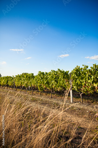 Vignoble au soleil, vigne de France. © Thierry RYO