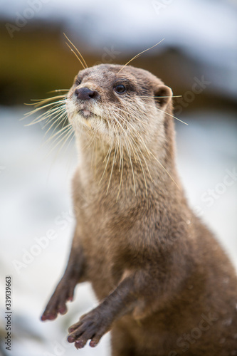 European otter, or Lutra lutra, standing on the rocks in the snow 