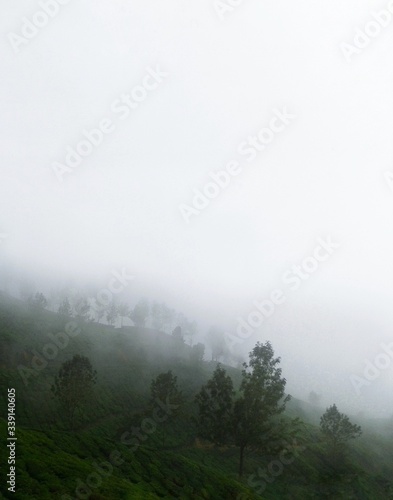 fog in the mountains