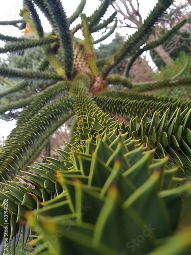 Nature spikes photo