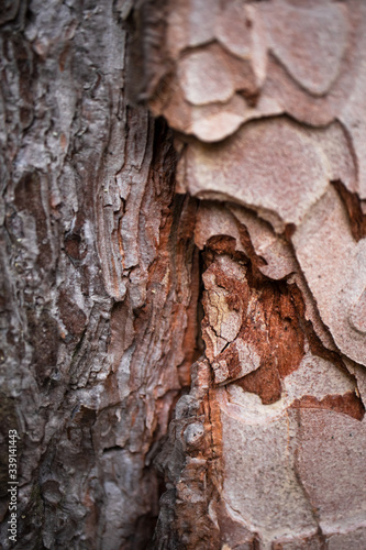 Pine trunk bark with selective focus background. Macro textured backdrop or wallpaper. Woodland pattern