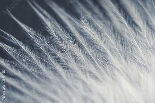 Fototapeta Naklejka Na Ścianę i Meble -  Closeup macro of white bird feather. Natural abstract texture forming monochromatic background.