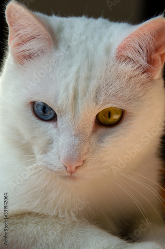 White cat with different eye color