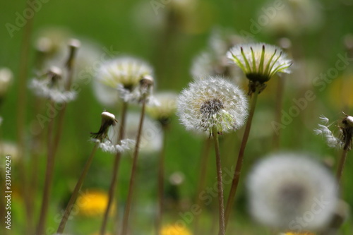  Green field with white and yellow dandelions outdoors in nature in summe