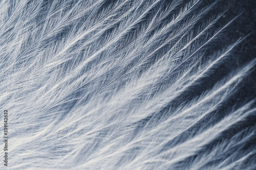 Closeup macro of white bird feather. Natural abstract texture forming monochromatic background. Closeup macro of white bird feather. Natural abstract texture forming monochromatic background.