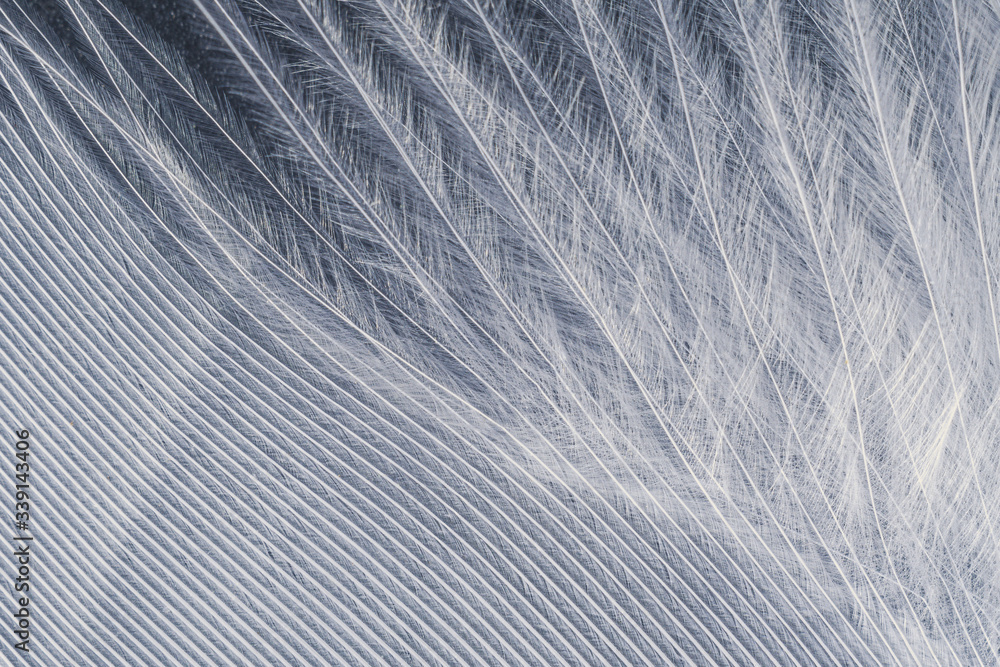 Closeup macro of white bird feather. Natural abstract texture forming monochromatic background. Closeup macro of white bird feather. Natural abstract texture forming monochromatic background.