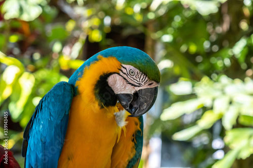 Scarlet macaw the name of this bird, known as true parrot and scientific name is psittacoidea photo