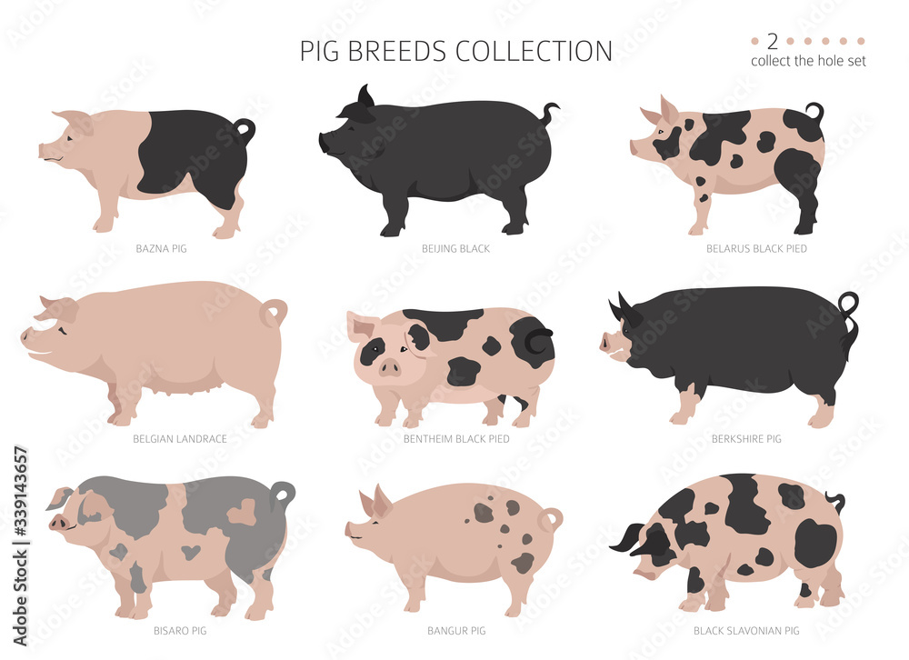 Pig breeds collection 2. Farm animals set. Flat design Pig breeds collection 2. Farm animals set. Flat design