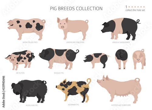 Pig breeds collection 1. Farm animals set. Flat design