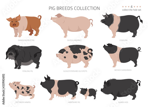 Pig breeds collection 4. Farm animals set. Flat design