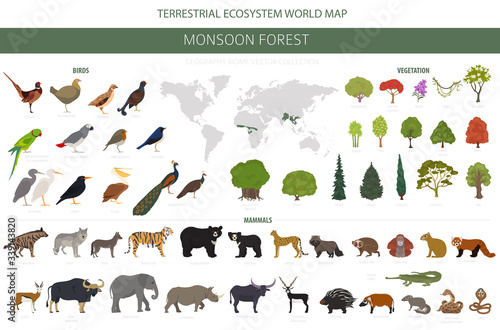 Monsoon forest biome, natural region infographic. Terrestrial ecosystem world map. Animals, birds and vegetations design set