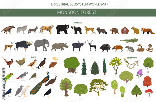 Monsoon forest biome, natural region infographic. Terrestrial ecosystem world map. Animals, birds and vegetations design set