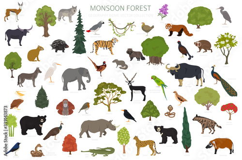 Monsoon forest biome, natural region infographic. Terrestrial ecosystem world map. Animals, birds and vegetations design set