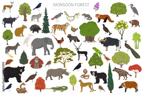 Monsoon forest biome, natural region infographic. Terrestrial ecosystem world map. Animals, birds and vegetations design set
