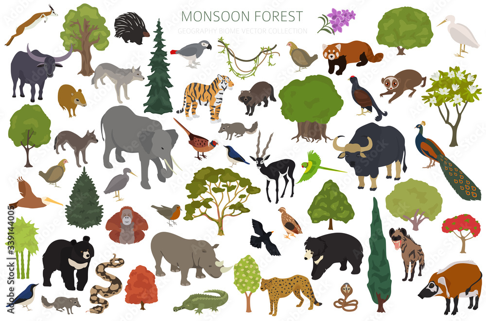 Monsoon forest biome, natural region infographic. Terrestrial ecosystem  world map. Animals, birds and vegetations isometric design set Stock Vector  | Adobe Stock