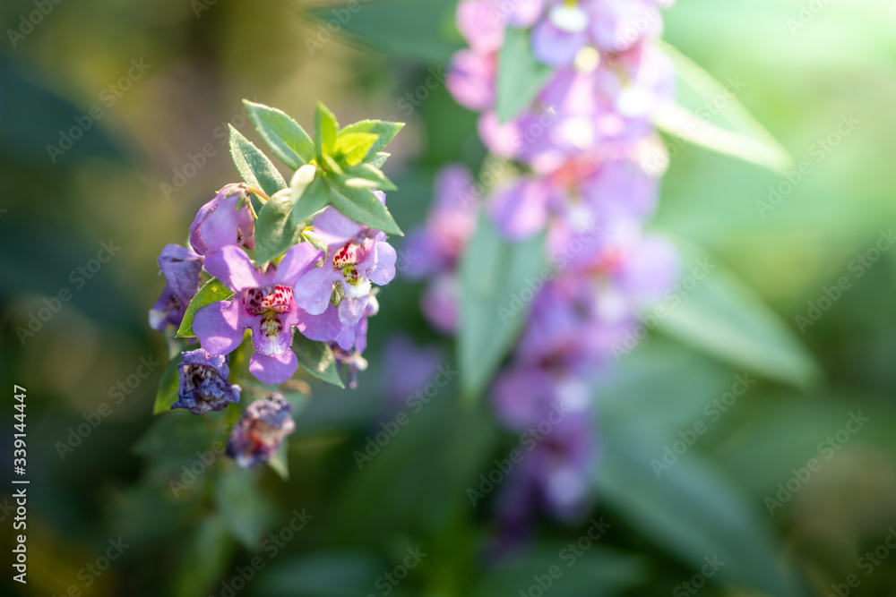 The background image of the colorful flowers The background image of the colorful flowers