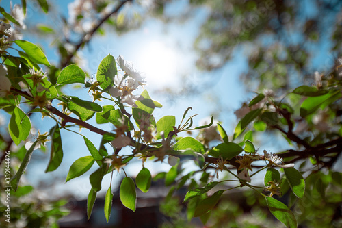 beautiful sunny day through the branches of a pear