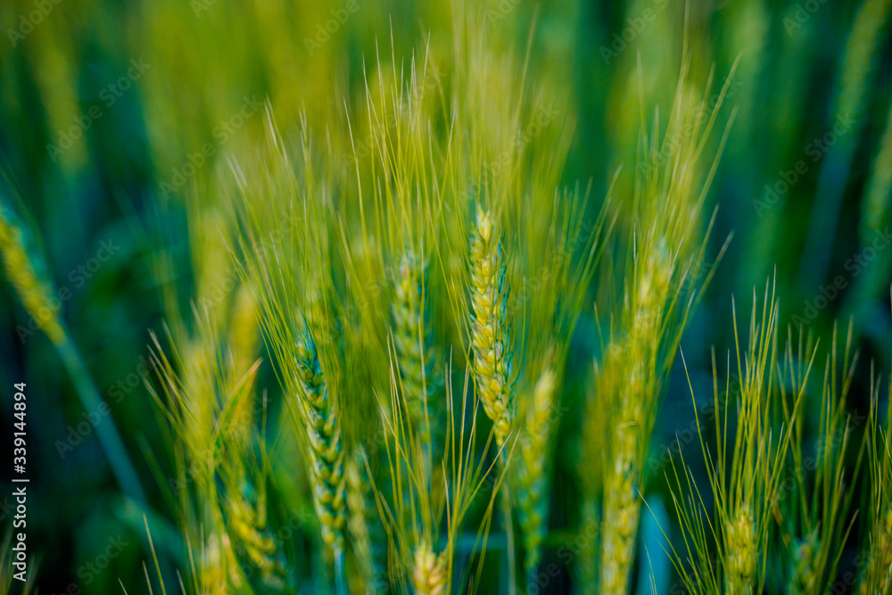 Obraz premium indian agriculture, wheat field india.