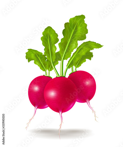 Three beautiful photo realistic radishes on a white background. Vector illustration.