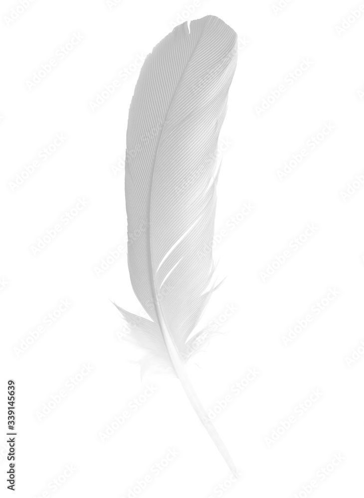 Beautiful sketching white feather  isolated on white  background