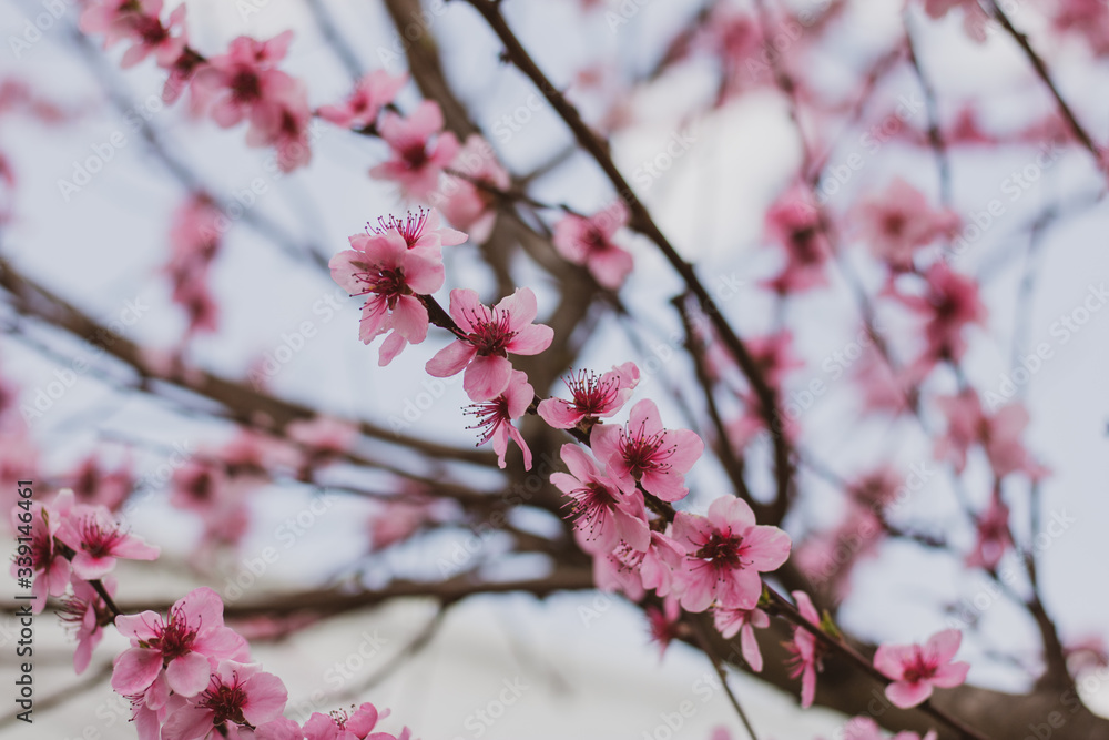 Beautiful blooming peach tree in early spring. Spring background - peach tree buds and flowers, blossomed on a sunny day