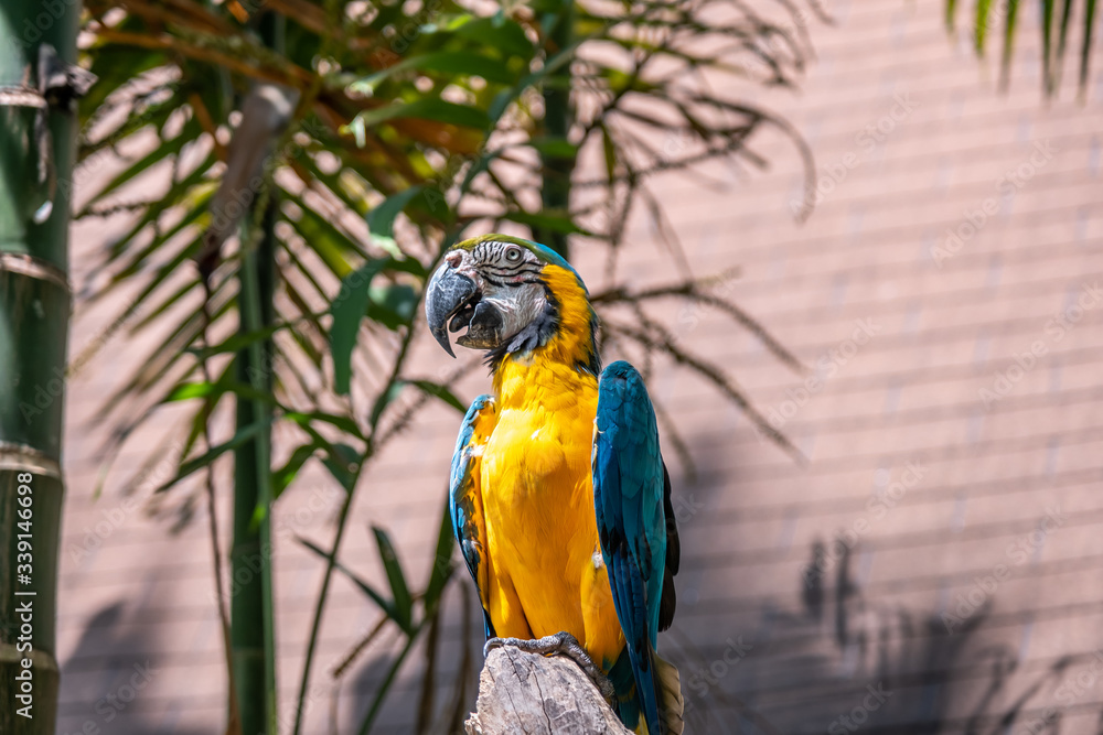 Scarlet macaw the name of this bird, known as true parrot and scientific name is psittacoidea Scarlet macaw the name of this bird, known as true parrot and scientific name is psittacoidea