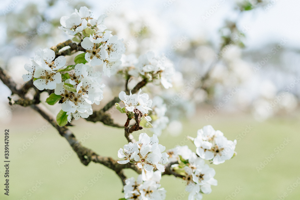 White pear blossom bud fertile, pear tree in spring, sunny day, blue sky