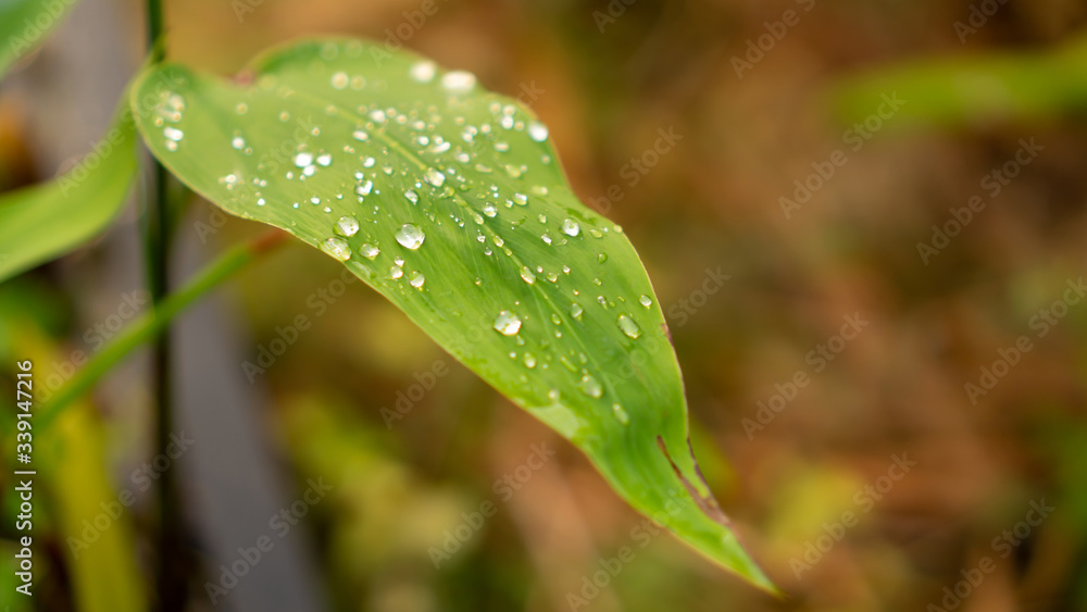 Green long leaves of Alligator Flag know as Water Canna plant with clear transparent raindrop and bokeh blurred dew drop backgrounds in rains season, selective focus image Green long leaves of Alligator Flag know as Water Canna plant with clear transparent raindrop and bokeh blurred dew drop backgrounds in rains season, selective focus image