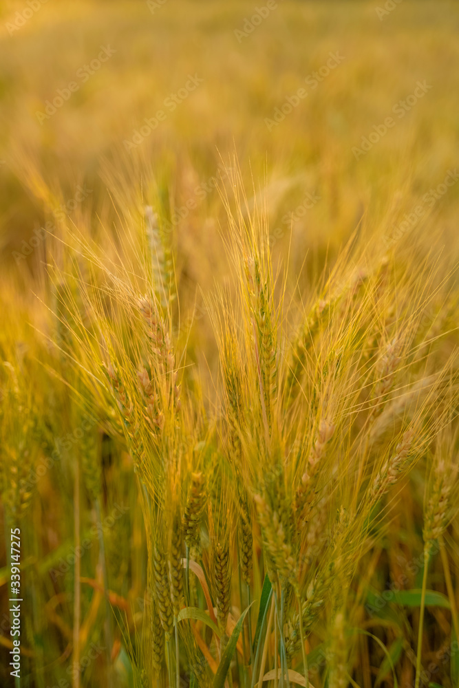 Obraz premium indian agriculture, wheat field india.
