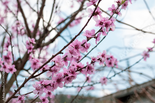 Beautiful blooming peach tree in early spring. Spring background - peach tree buds and flowers, blossomed on a sunny day