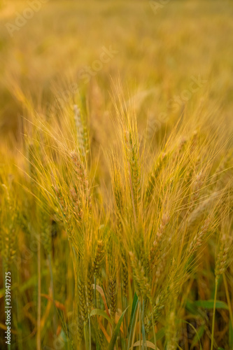 indian agriculture, wheat field india. © PRASANNAPIX