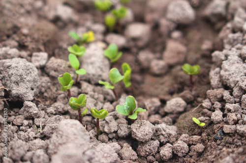 green plant growing in soil