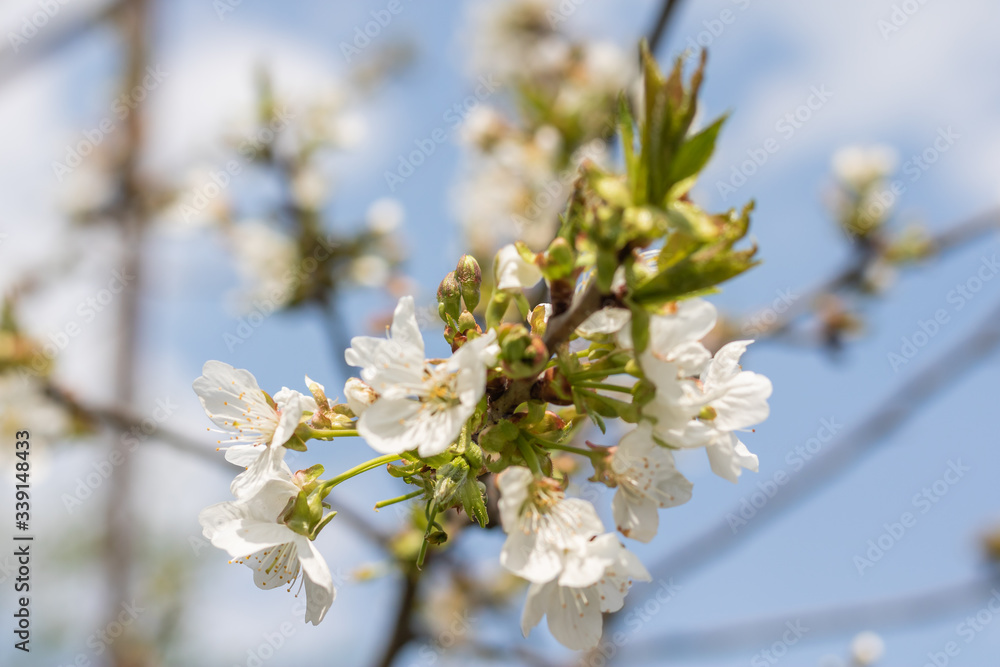 Beautiful blooming plum tree in early spring. Spring background - plum tree buds and flowers, blossomed on a sunny day
Beautiful blooming plum tree in early spring. Spring background - plum tree buds and flowers, blossomed on a sunny day