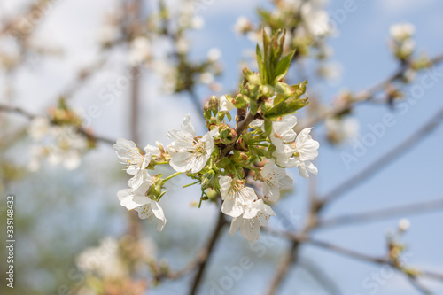 Beautiful blooming plum tree in early spring. Spring background - plum tree buds and flowers, blossomed on a sunny day 