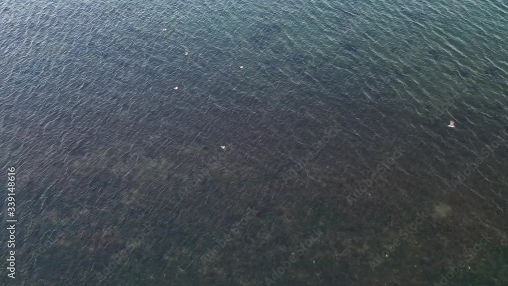 Natural background with sea water surface and gulls Natural background with sea water surface and gulls