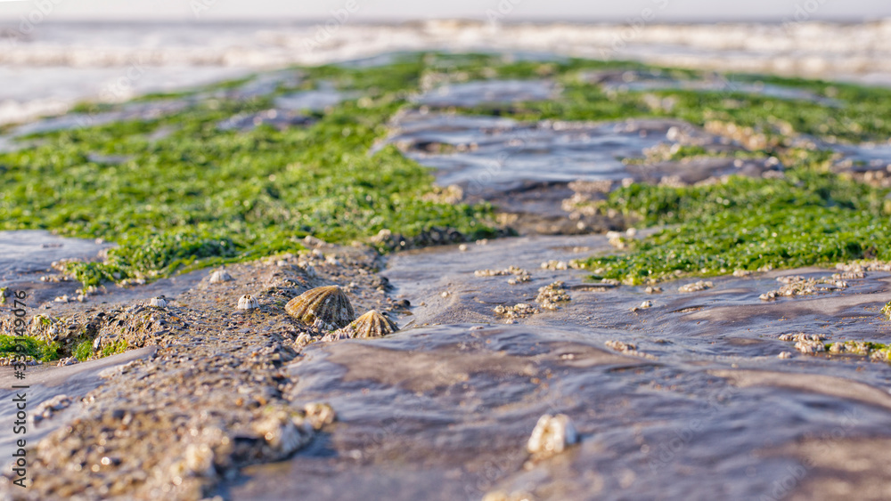 Fototapeta premium Seashell close-up on a moss covered breakwater.