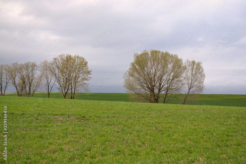 Paisaje de prado verde con arboles y cielo nuboso Paisaje de prado verde con arboles y cielo nuboso