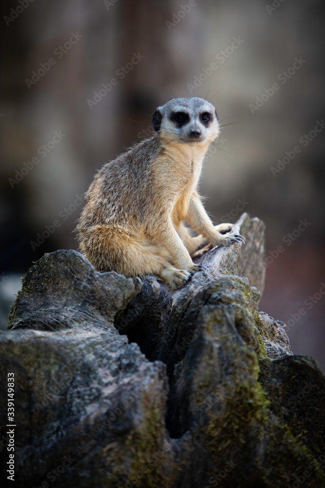 Fototapeta premium Suricate